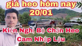 Phân Biệt Bệnh Myco Và Glasser Trên Heo,@nongtraihoakieu