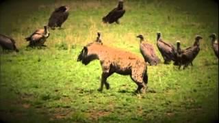 Wildlife Wonders- Fight or Flight