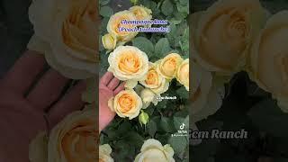 Champagne Rosa【Peach Avalanche】Thornless Long flowering period| Award| 蜜桃雪山 |Blooms Abundantly