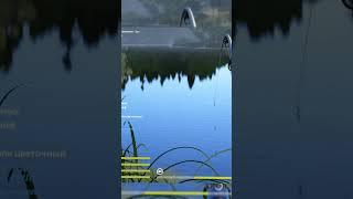 Трофей (оз. Старый Острог) Амур Белый  #рр4