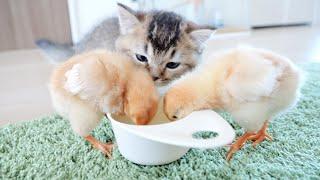 The daily life of kitten Kiki and the tiny chicks