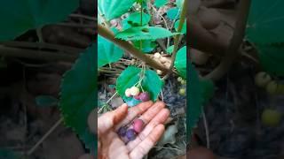 falsa Berry plant . summer fruit plant.#ytshorts #viralvideo #gardening #trending #