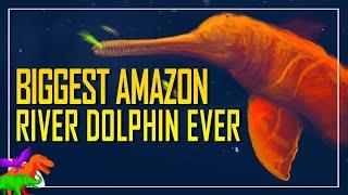 Giant Prehistoric River Dolphin Was Amazon’s Apex Riverine Mammal Predator