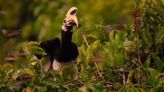 Hornbills Pluck Bats Mid-flight | Eden: Untamed Planet | BBC Earth