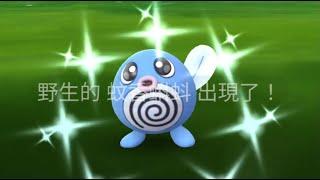 [Pokemon GO] 蚊香蝌蚪社群日 滑溜溜的漩渦全故事