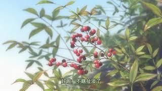 【配音】小鱼干——一只猫咪的独白