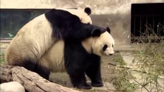 Animal Planet | Discovery Channel | Panda Documentary 2015 Full HD