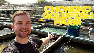 TOURING THAILAND'S BEST GOLDFISH FARMS | UNIQUE GOLDFISH