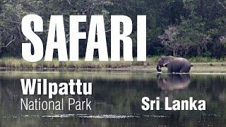 Going on safari in Wilpattu National Park | Sri Lanka