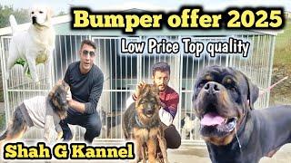 German shepherd long coat | Rottweiler |  Labrador | Dogs | Tollinton Market Lahore | MMB pet lover