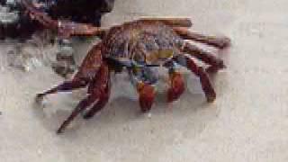 A Sally Lightfoot crab stuffing its face.