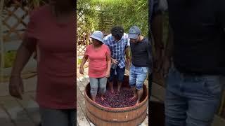 Adventure Geek - Sula Vineyard tour