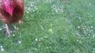 Chickens reaction to a mouse