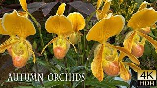 【4K HDR Orchid】 Autumn Exotic Orchid  Exhibition TOKYO 2024