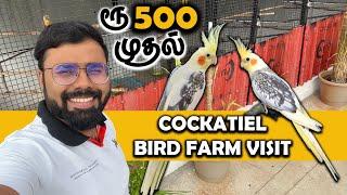 Cockatiel Birds வாங்கியாச்சு Coimbatore Cockatiel Birds Farm Visit