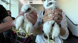 Banding Peregrine Falcons Chicks at Spartan Stadium