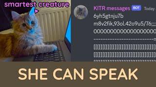 KITR can talk again (on Discord)