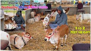 Nadipathy micro & mini Cattle | 1 To 2 Feet Height | #youtube #animals #cow #youtubeshorts #yt