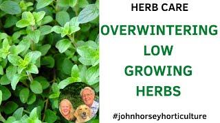 HOW TO OVERWINTER HERBS -  OVERWINTERING LOW GROWING HERBS