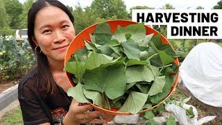 HARVEST AND COOK dinner with me! Sweet potato leaves, spicy smashed cucumbers, zucchini fritters