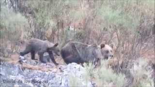 OSO PARDO. Watching WildLife Spain.  Bears - Wolf  Spain