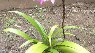 Spathoglottis plicata