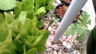 aquaponic update 5/13/12