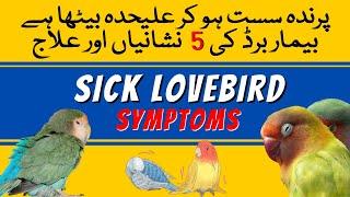 How to Treat Sick Lovebird | Sick Birds Signs and Treatment | Lovebird sust ho jaye to kya kare