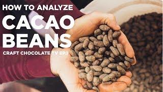Cacao Bean Analysis - Episode 1 - Craft Chocolate TV