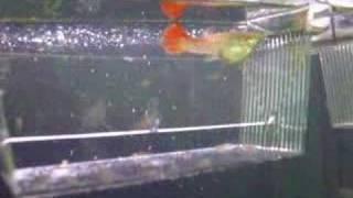 Red Blonde Guppy Gives Birth