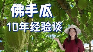 佛手瓜10年经验谈，种植合适的佛手瓜品种，怎样留种和保存