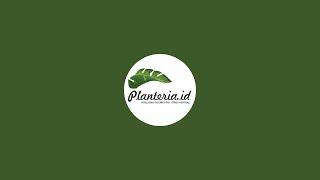 Planteria Indonesia | Diskusi Tanaman Hias