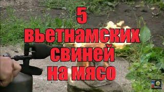 Вьетнамские вислобрюхие свиньи на мясо, вес