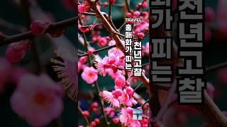 3월 여행의 성지라 할 수 있는 홍매화가 피는 천년고찰, 영험한 기운의 자장매를 보러 가셔야죠! #여행 #홍매화 #통도사 #통도사홍매화 #자장매 #양산여행 #양산가볼만한곳