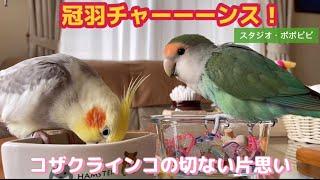 【冠羽チャーーーンス！】〜コザクラインコの切ない片思い〜　#コザクラインコ   #オカメインコ　#冠羽チャンス