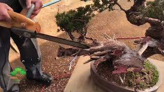 During apprenticeship of Andrei Bessonov/Making bonsai by Master Kimura Part 1 5