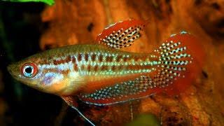 Species Profile # 27 : The Sparkling Gourami (Trichopsis pumila)