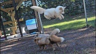 Fur farm foxes running and jumping for the first time!