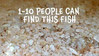 Peacock Flounder - Meet the Locals [Great Barrier Reef]