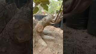 waru merah program akar #bonsai #bonsaiwaru #warudoyong #warumerah #shorts