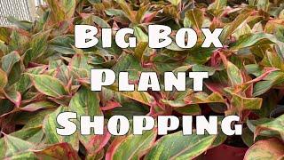 Lowes Tropical House Plant Shopping Costa Farms Trending Tropicals Indoor Outdoor Plants