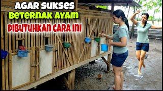 Agar sukses  beternak ayam harus sabar dan telaten