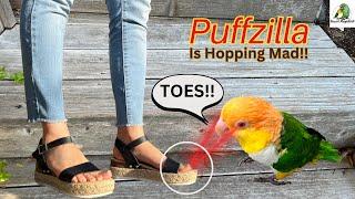 My Caique Parrots Reaction To My Toes | Attack Bird