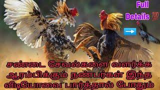 Sandai Seval Valarpu |Kattu Seval |@roostersinfo7053