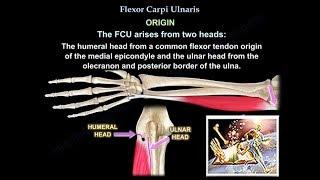 Flexor Carpi Ulnaris - Everything You Need To Know - Dr. Nabil Ebraheim