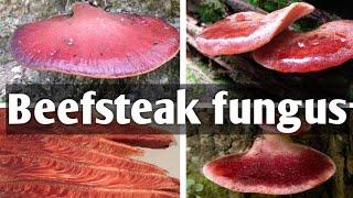 Beefsteak fungus  (Fistulina hepatica)