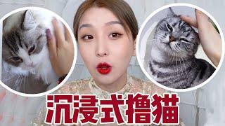 沉浸式撸猫到窜稀 Play with Cat ASMR Challnege｜喵格singherC