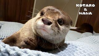 Otters' Surprising Reactions to Thunder and an Earthquake