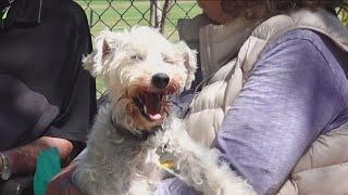 What's going on with the Rancho Bernardo dog park repairs?