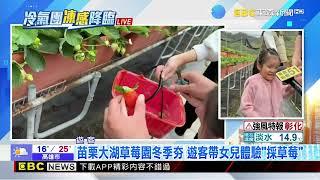 苗栗大湖草莓園冬季夯 遊客帶女兒體驗「採草莓」@newsebc